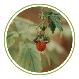 Red Raspberry Leaf
